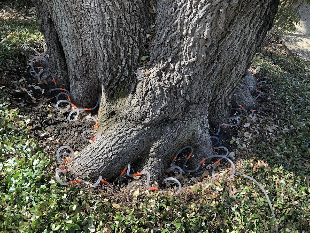 Detailed Tree Cabling and Bracing job site in Mont Belvieu