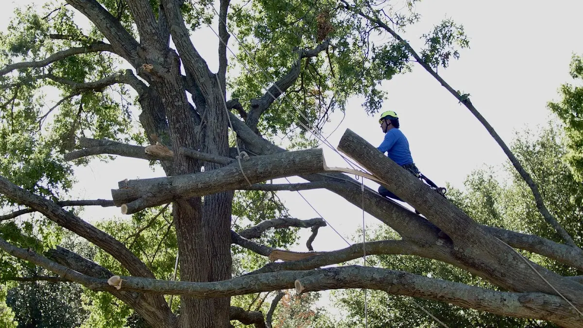 Professional Crown Thinning performed by certified arborists in Mont Belvieu