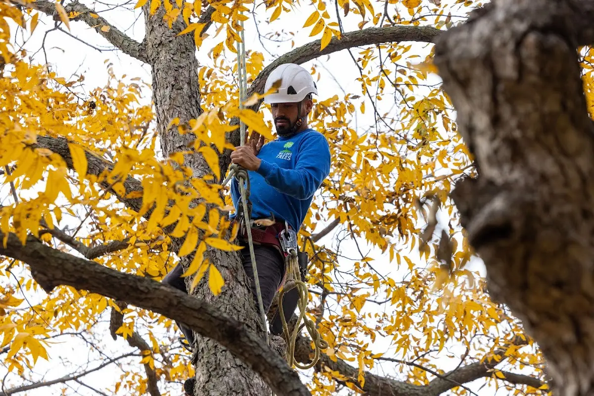 Skilled Tree Planting crew working in Mont Belvieu