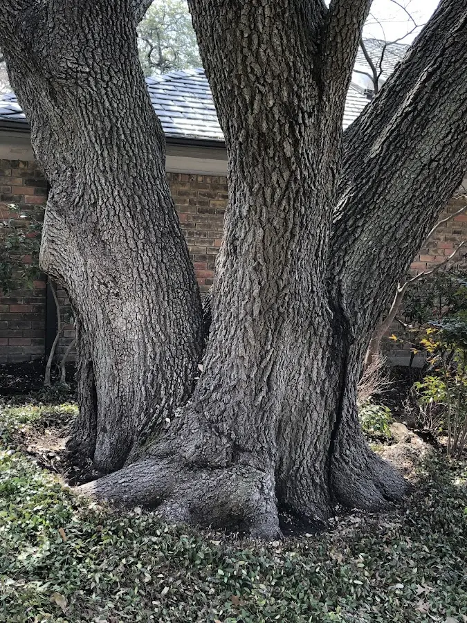 Mature heritage tree close to a Mont Belvieu property cared for by certified arborists