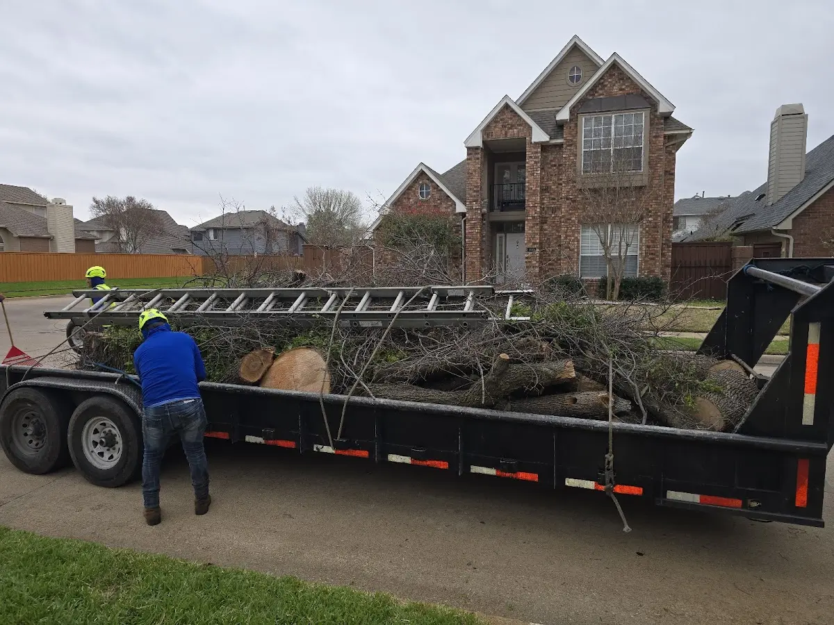 Expert Tree Removal with proper safety equipment in Mont Belvieu